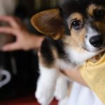 Как питомник помогает подобрать щенка по характеру